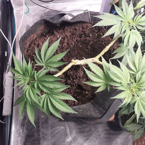 Pakistan Valley  growlog timeline photo