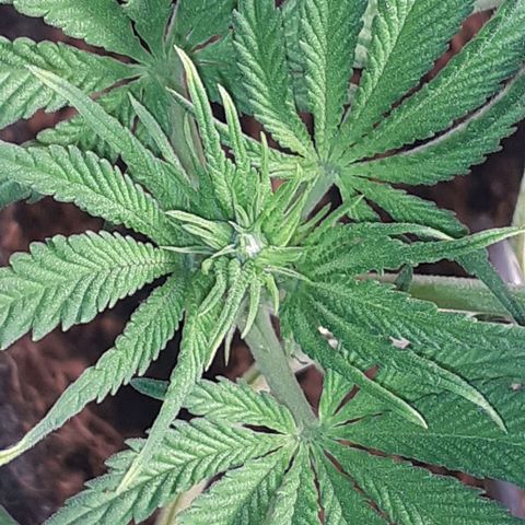 Pakistan Valley  growlog timeline photo