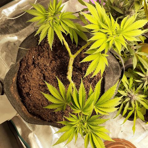Pakistan Valley  growlog timeline photo