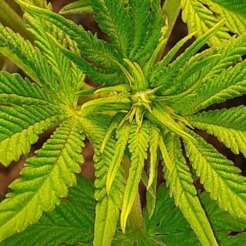 Pakistan Valley  growlog timeline photo