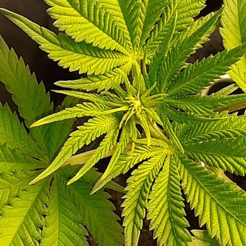 Pakistan Valley  growlog timeline photo