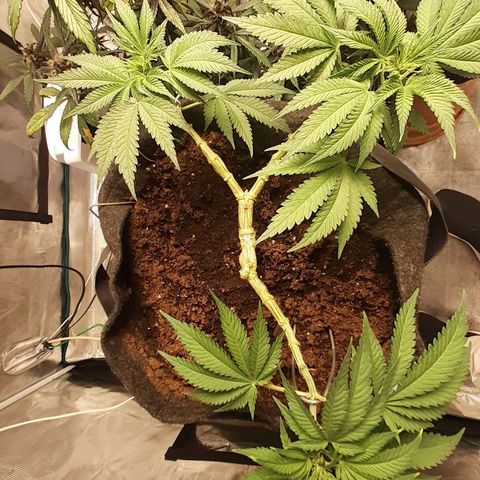 Pakistan Valley  growlog timeline photo