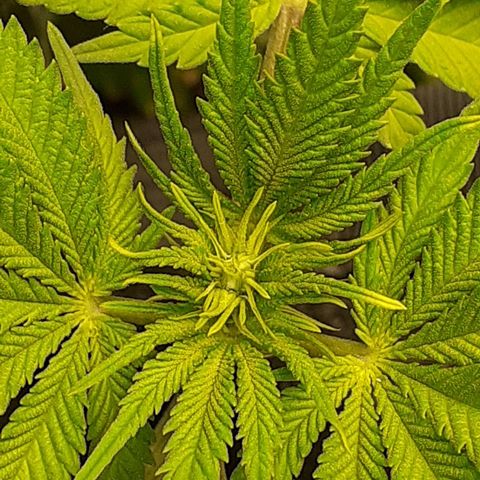 Pakistan Valley  growlog timeline photo