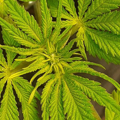 Pakistan Valley  growlog timeline photo