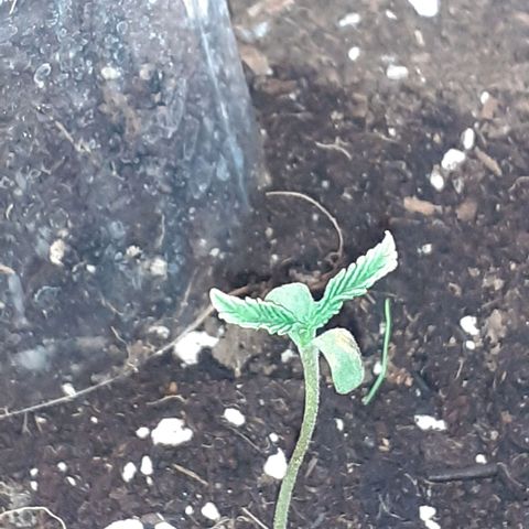 Pakistan Valley  growlog timeline photo