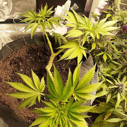Pakistan Valley  growlog timeline photo