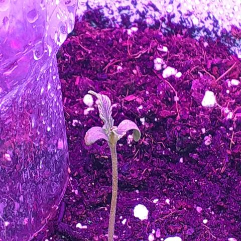 Pakistan Valley  growlog timeline photo