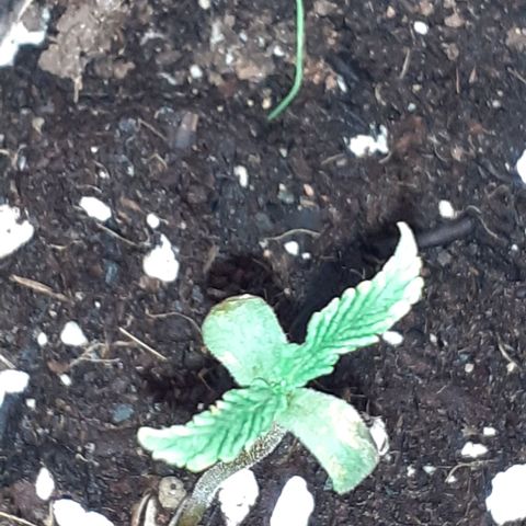 Pakistan Valley  growlog timeline photo