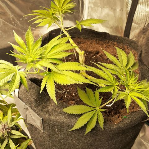 Pakistan Valley  growlog timeline photo