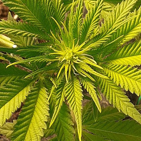 Pakistan Valley  growlog timeline photo