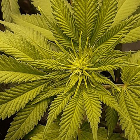 Pakistan Valley  growlog timeline photo
