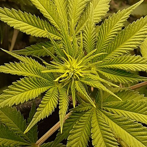 Pakistan Valley  growlog timeline photo