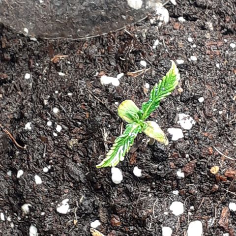 Pakistan Valley  growlog timeline photo