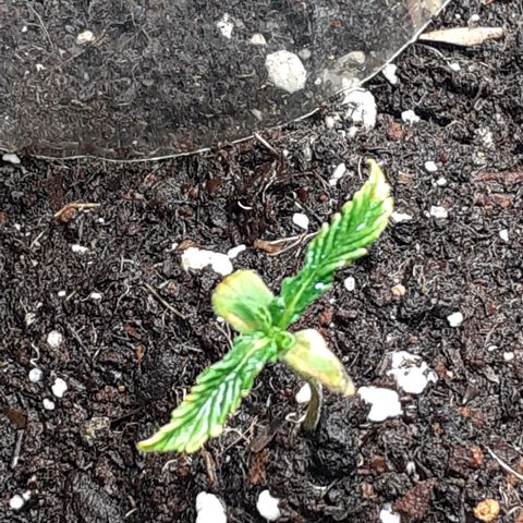 Pakistan Valley  growlog timeline photo