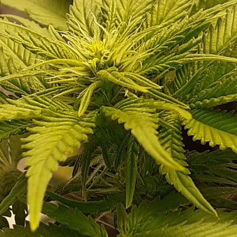 Pakistan Valley  growlog timeline photo