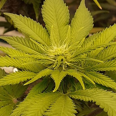 Pakistan Valley  growlog timeline photo