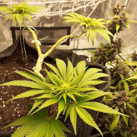 Pakistan Valley  growlog timeline photo