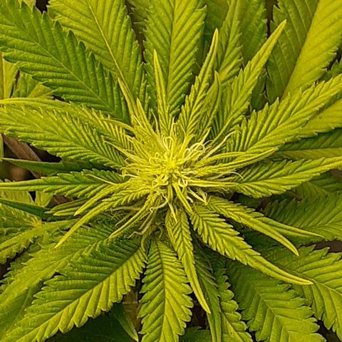 Pakistan Valley  growlog timeline photo