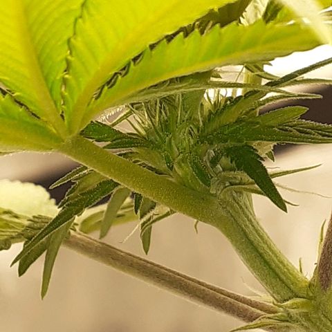 Pakistan Valley  growlog timeline photo