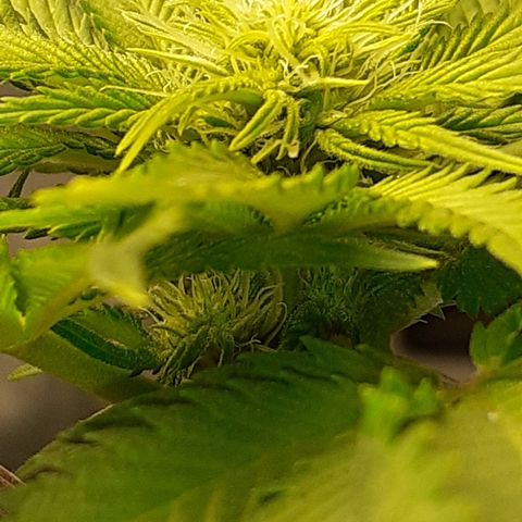 Pakistan Valley  growlog timeline photo