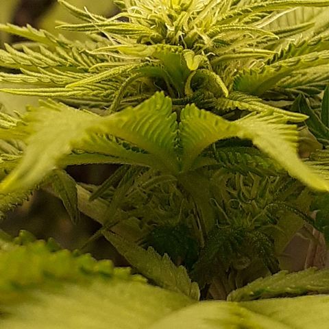 Pakistan Valley  growlog timeline photo