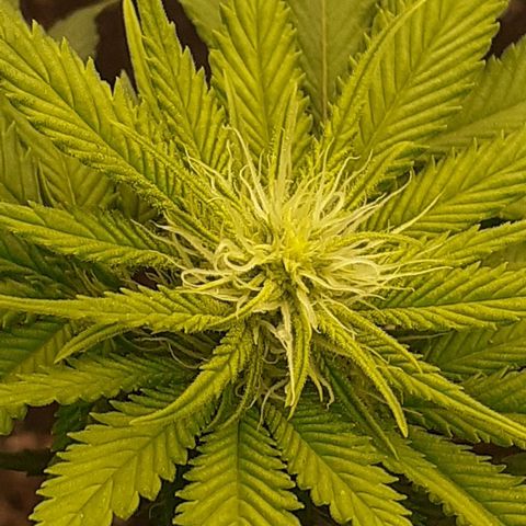 Pakistan Valley  growlog timeline photo