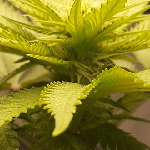 Pakistan Valley  growlog timeline photo