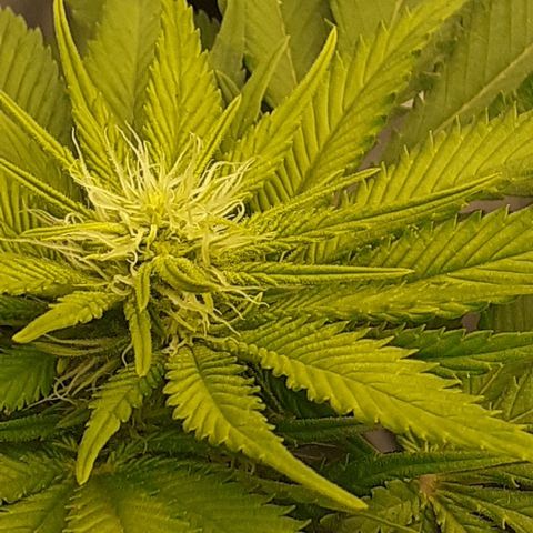 Pakistan Valley  growlog timeline photo