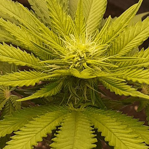 Pakistan Valley  growlog timeline photo