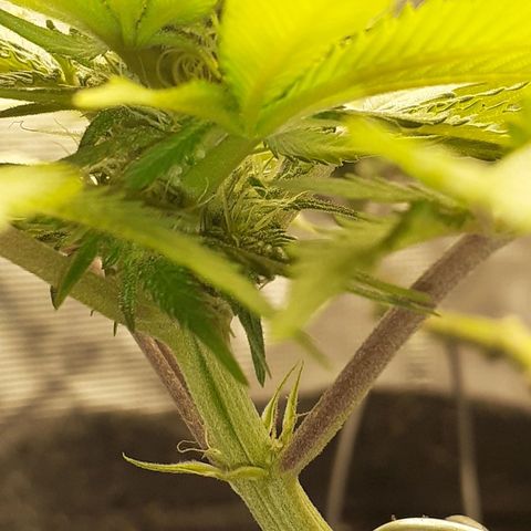 Pakistan Valley  growlog timeline photo