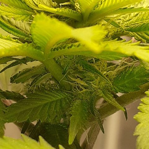 Pakistan Valley  growlog timeline photo