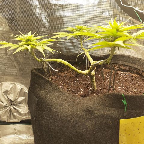 Pakistan Valley  growlog timeline photo