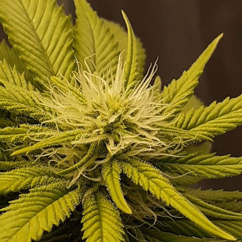 Pakistan Valley  growlog timeline photo