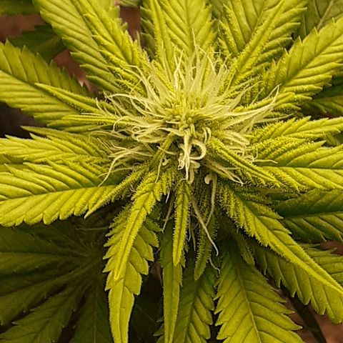 Pakistan Valley  growlog timeline photo