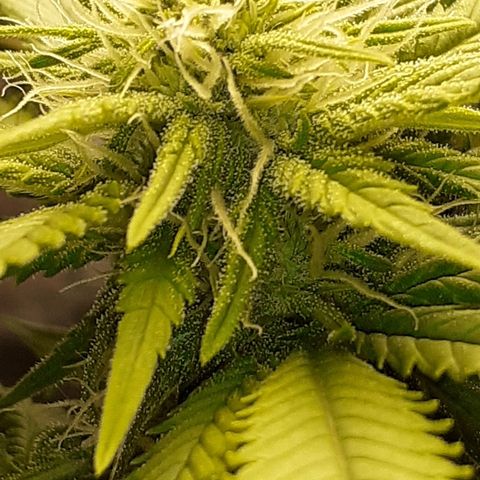 Pakistan Valley  growlog timeline photo
