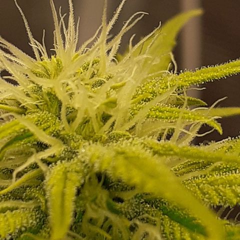 Pakistan Valley  growlog timeline photo