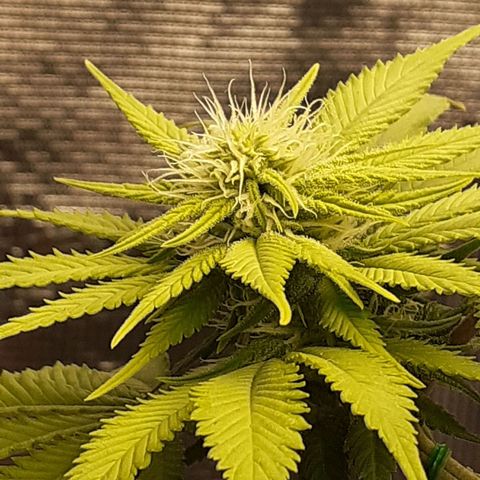 Pakistan Valley  growlog timeline photo
