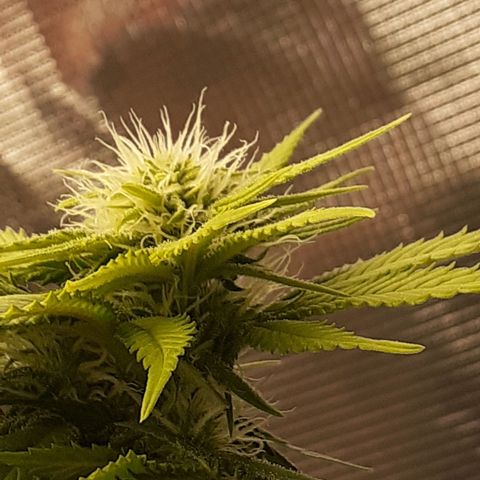 Pakistan Valley  growlog timeline photo