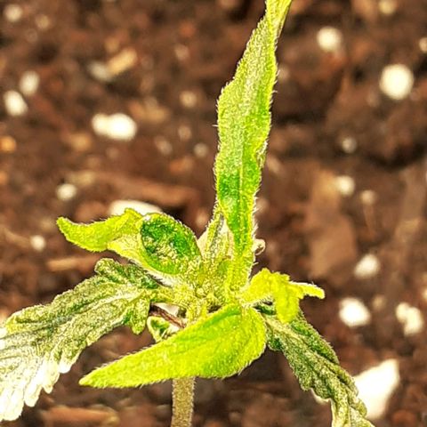 Pakistan Valley  growlog timeline photo