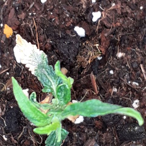 Pakistan Valley  growlog timeline photo