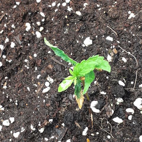 Pakistan Valley  growlog timeline photo