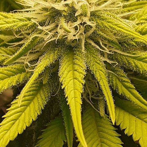 Pakistan Valley  growlog timeline photo