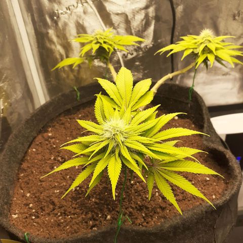 Pakistan Valley  growlog timeline photo