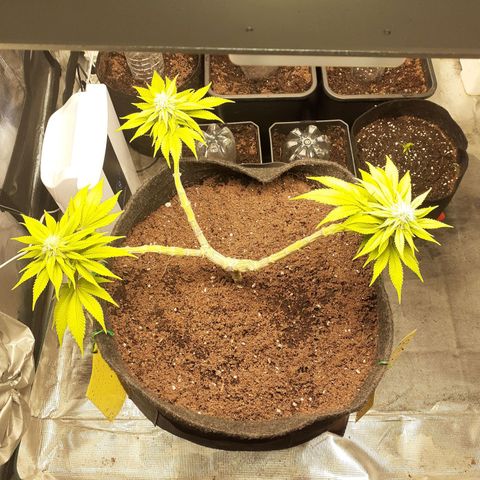 Pakistan Valley  growlog timeline photo
