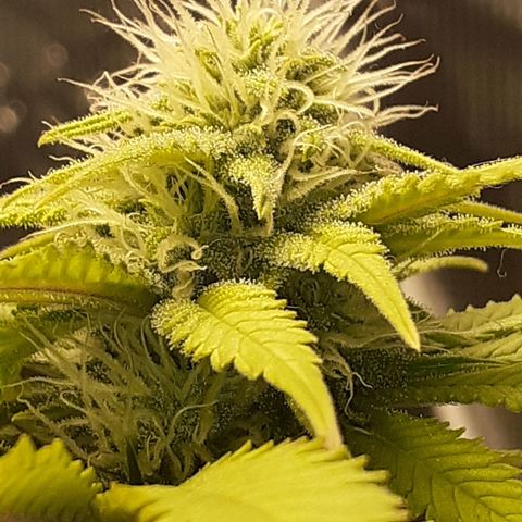 Pakistan Valley  growlog timeline photo