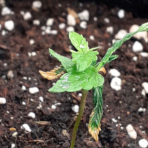 Pakistan Valley  growlog timeline photo