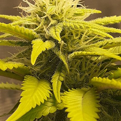 Pakistan Valley  growlog timeline photo