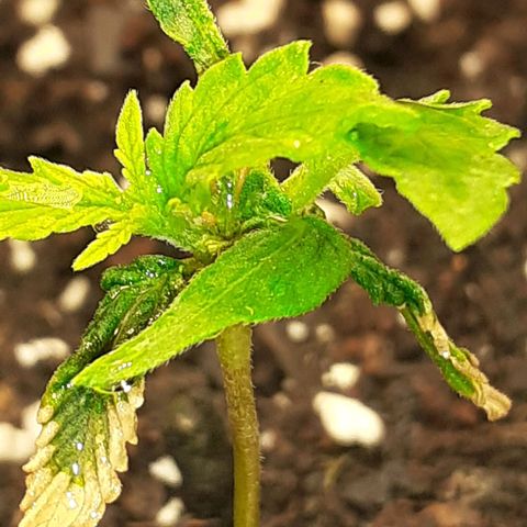 Pakistan Valley  growlog timeline photo