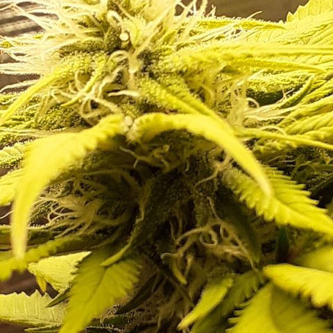 Pakistan Valley  growlog timeline photo