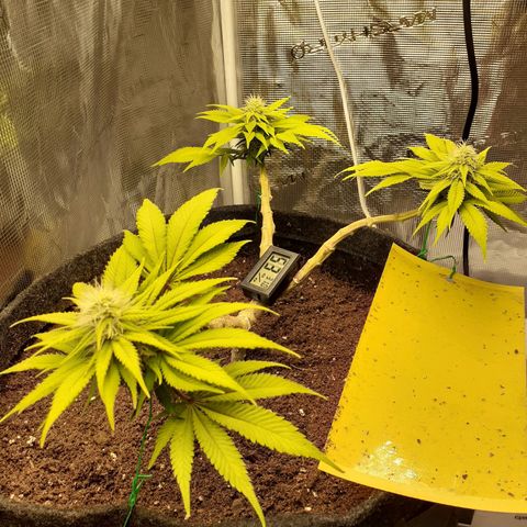 Pakistan Valley  growlog timeline photo